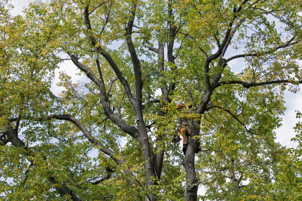 Trusted Strasburg, VA Tree Services Experts